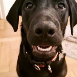 SULLY-SMILE - Copy